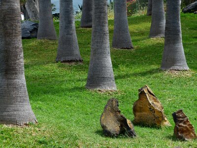 Strains tree trunks meadow