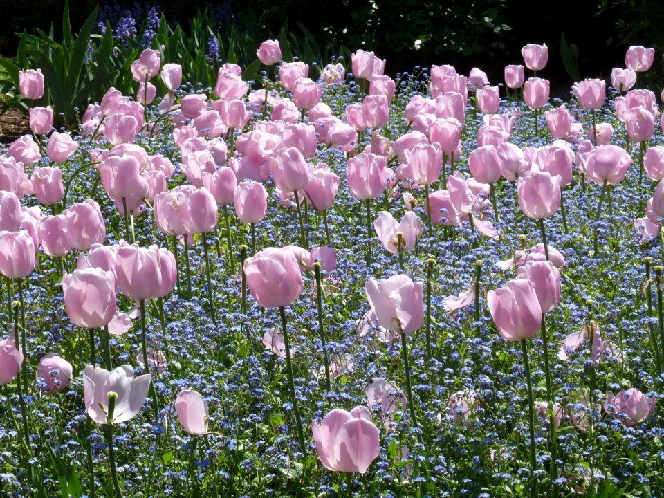 Floral plants natural