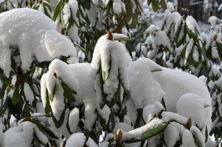 Winter magic snow caps hoods