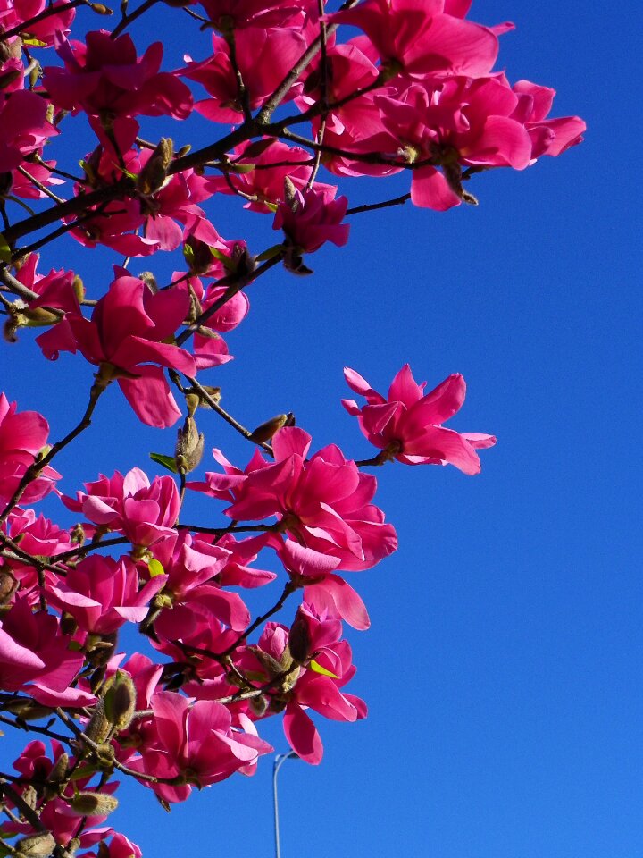 Tree red tree flower
