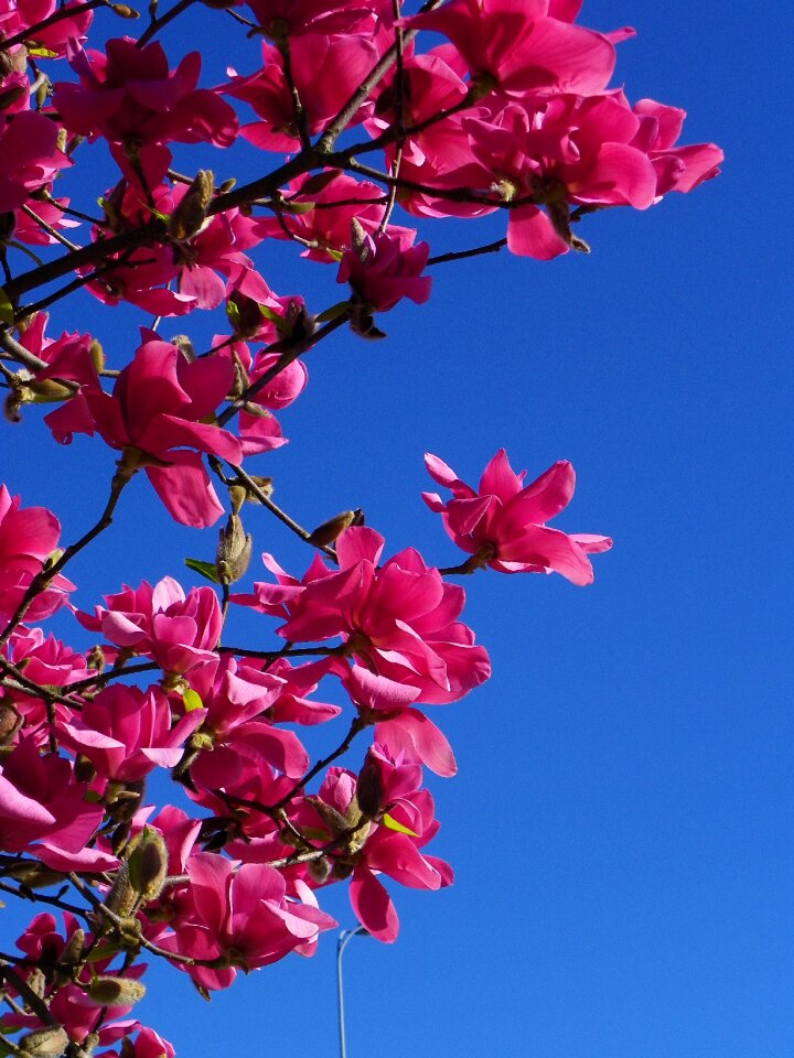 Tree red tree flower photo