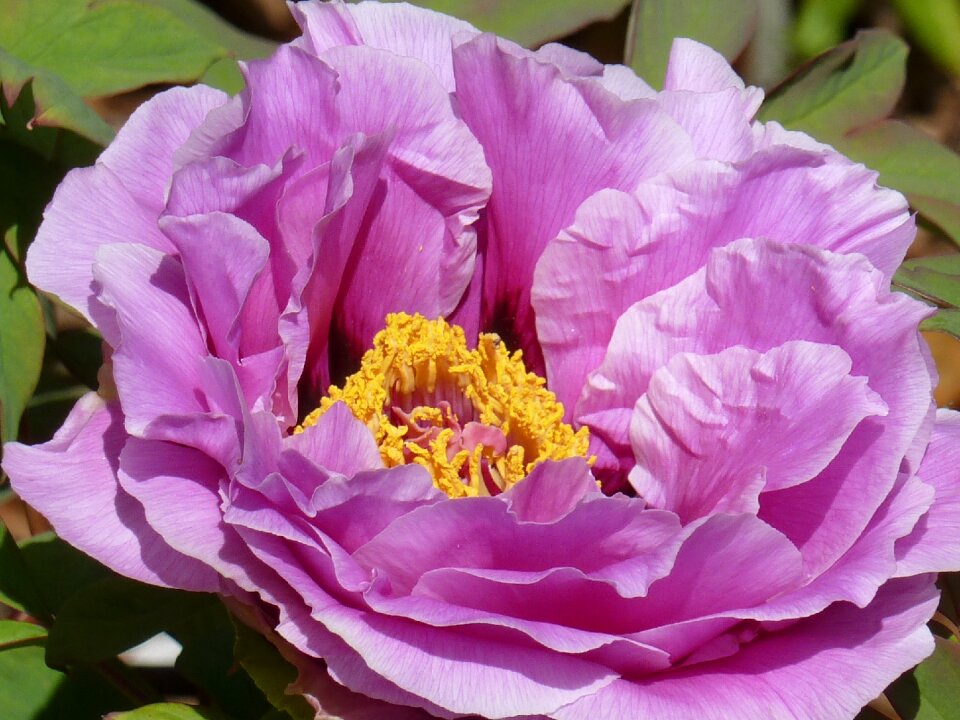 Floral plant natural