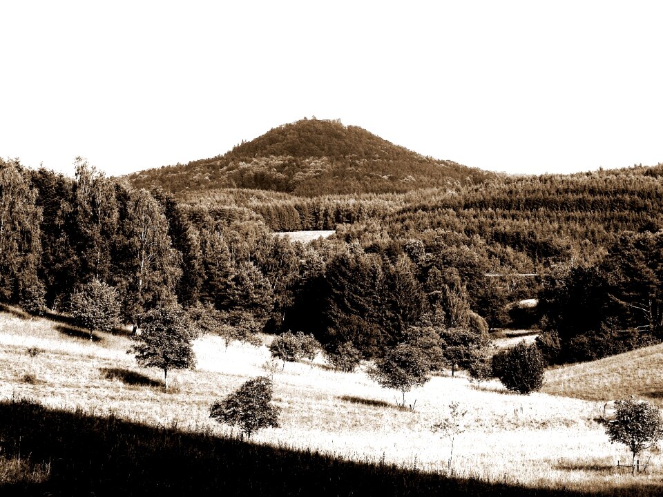 Woods mountain summer