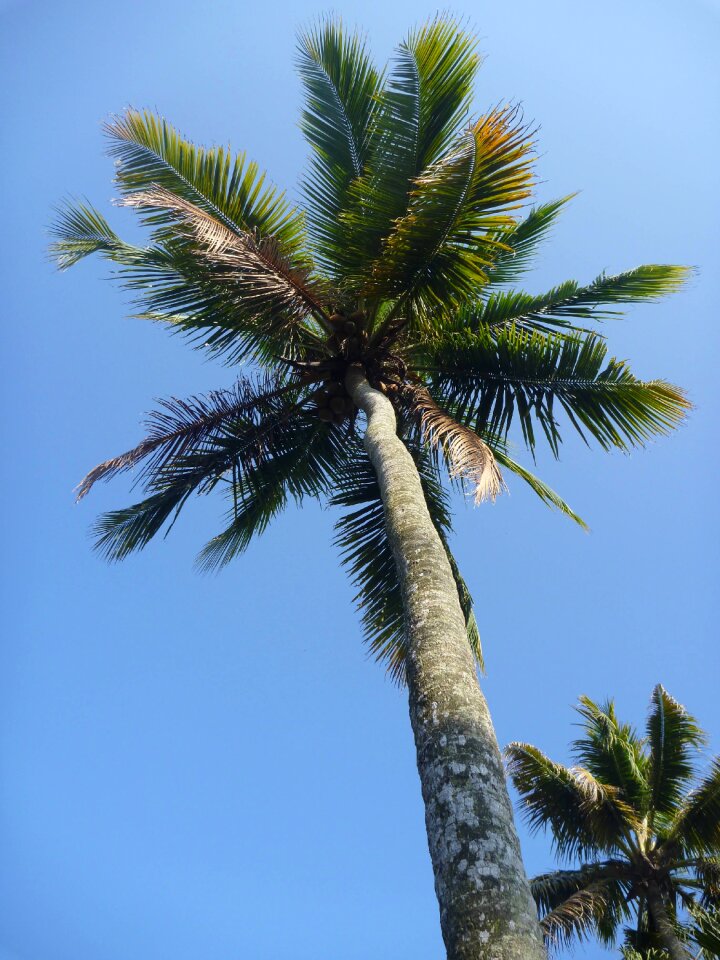 Leaves paradise tropical