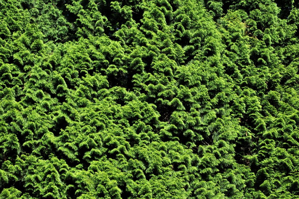 Background nature structure