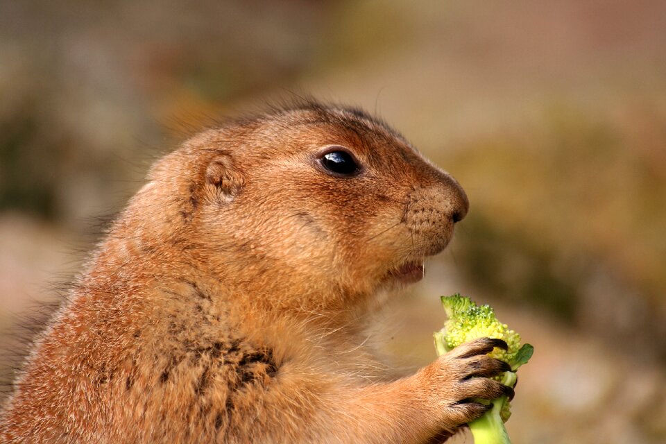 Cute brown nature