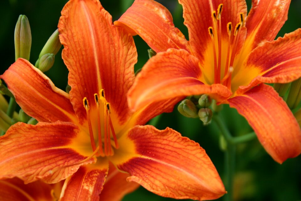 Macro summer beauty