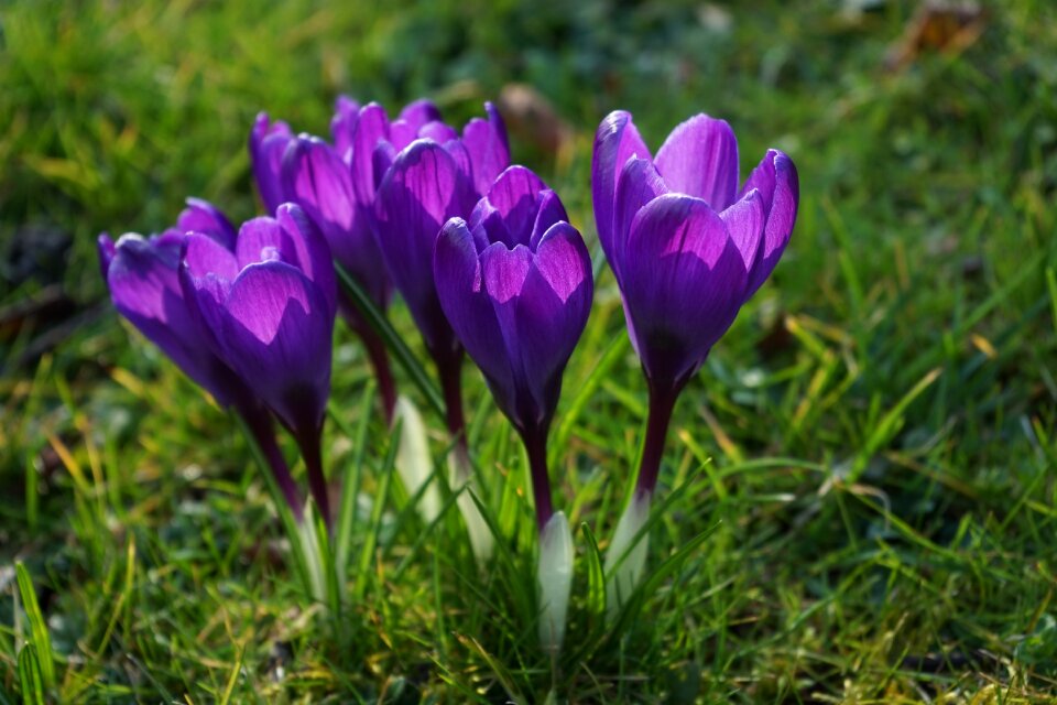 Close up spring bühen