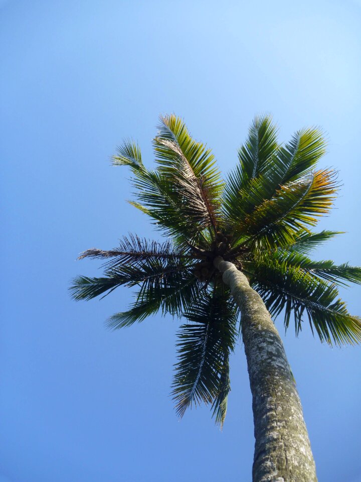 Leaves paradise tropical