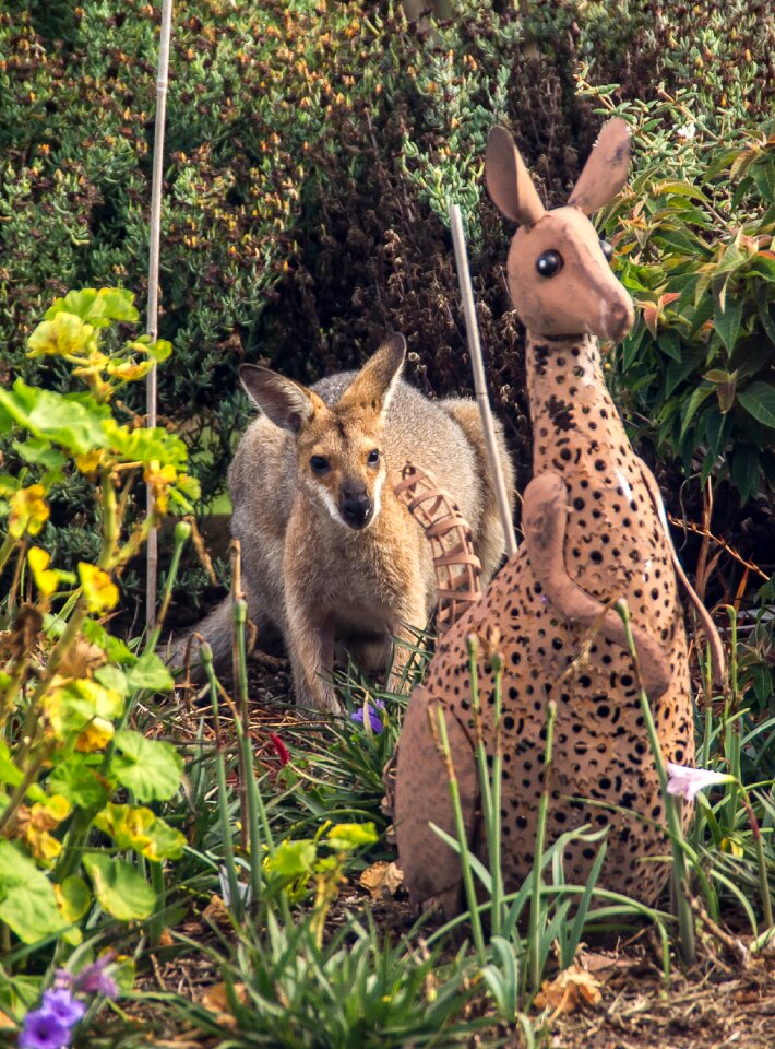 Queensland marsupial wild