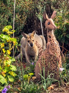 Queensland marsupial wild