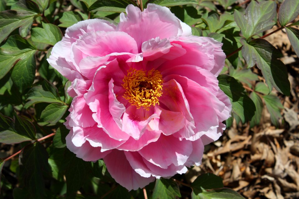 Nature floral plant