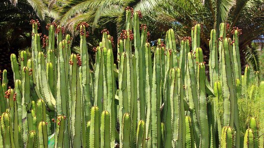 Plant cardon prickly