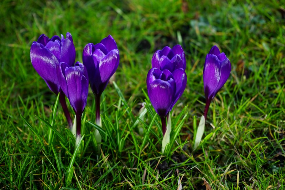 Close up spring bühen