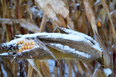 Winter frozen agriculture