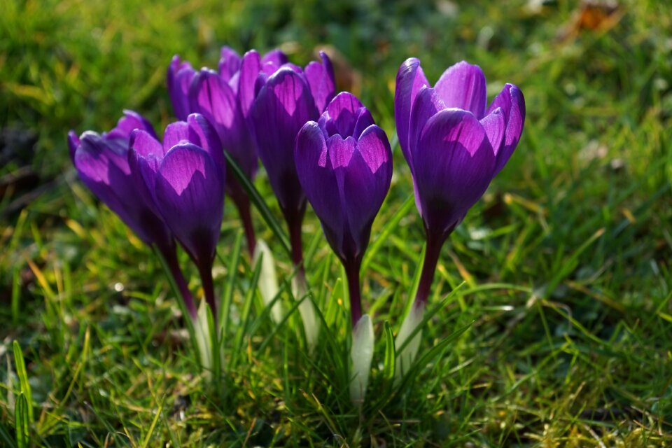 Close up spring bühen photo