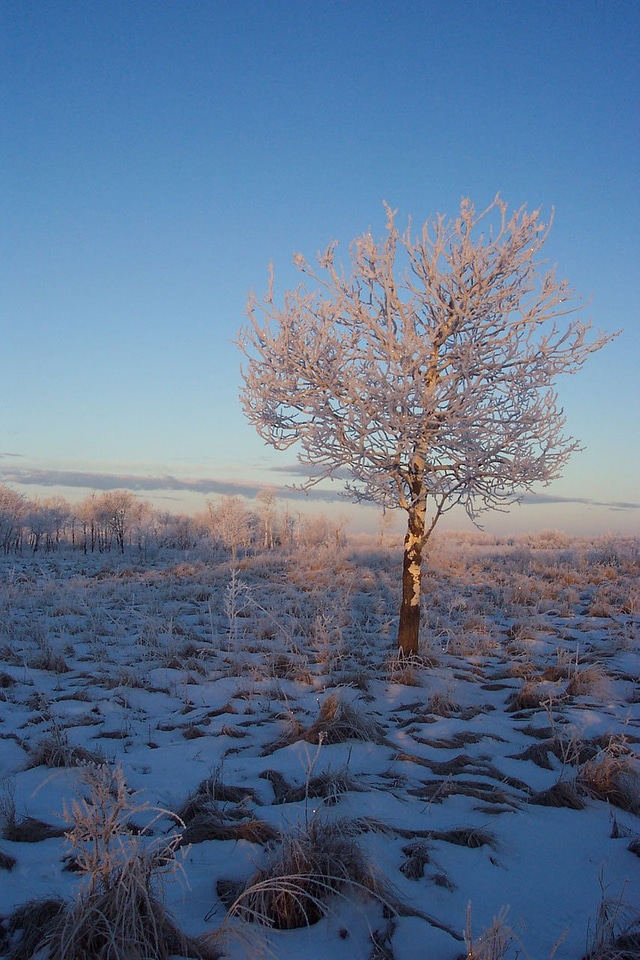 Tree winter cold
