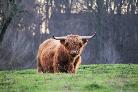Highland cattle kyloe scottish beef