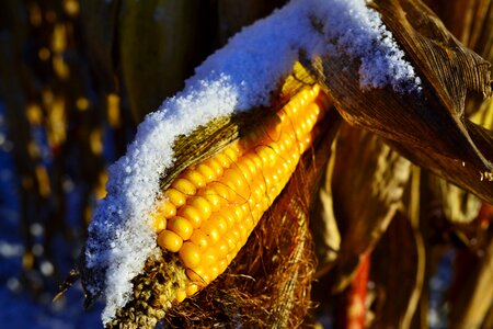 Corn on the cob snow corn