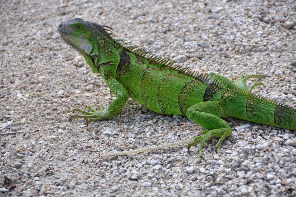 Reptile lizard animal photo