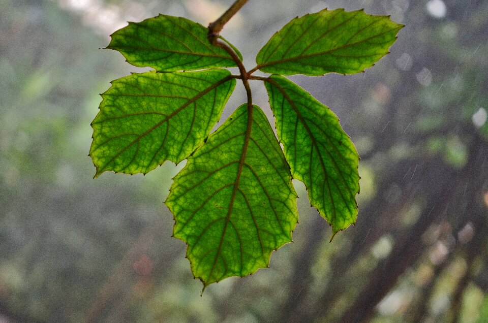 Plant summer tree photo