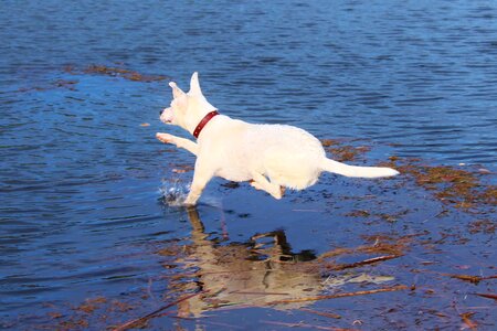 Water joy movement