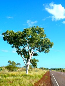 Tree gum tree landscape photo