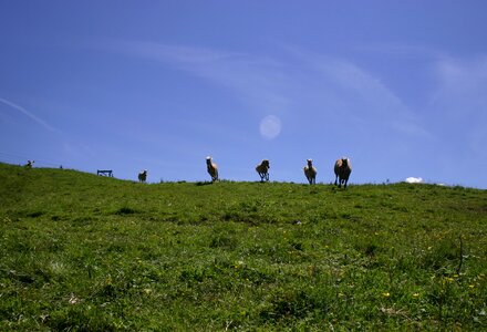Meadow horses wild