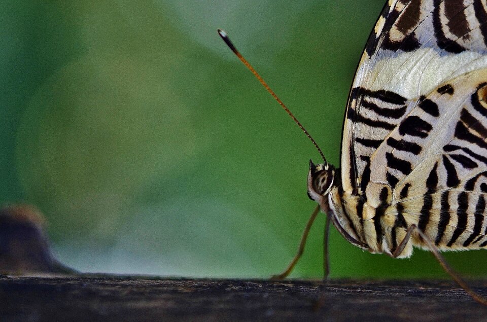 Wings wing nature
