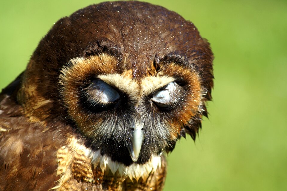 Owl sleeping owl close up bird