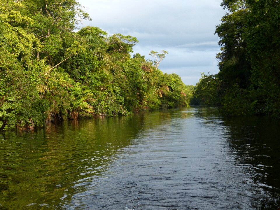 Central america tropical green