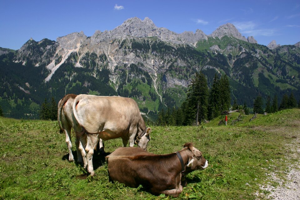 Cows gimpel red flüh