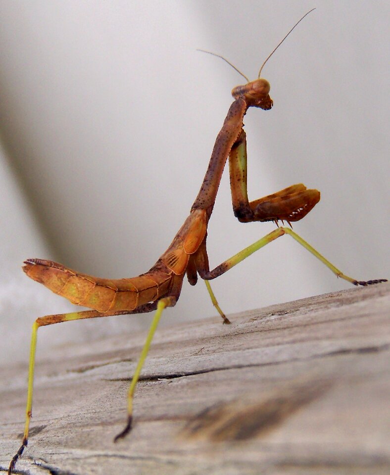 Wildlife small antennae