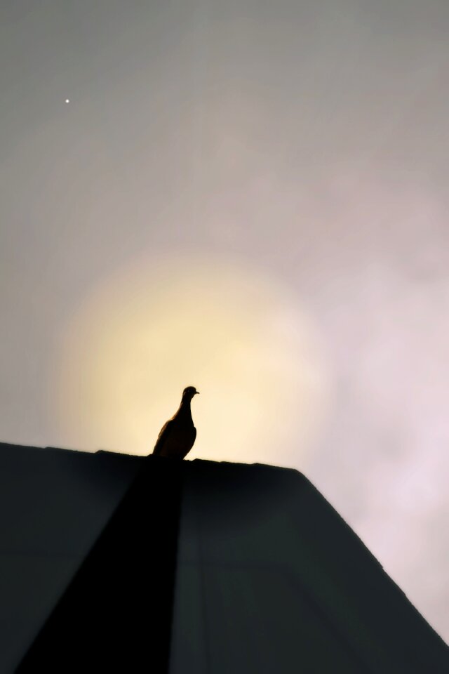 Shadow nature pigeon