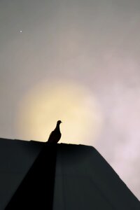 Shadow nature pigeon