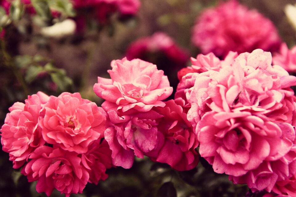 Bloom pink magenta