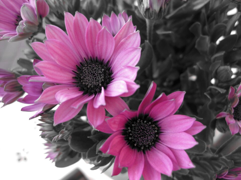 Nature black and white photo pink