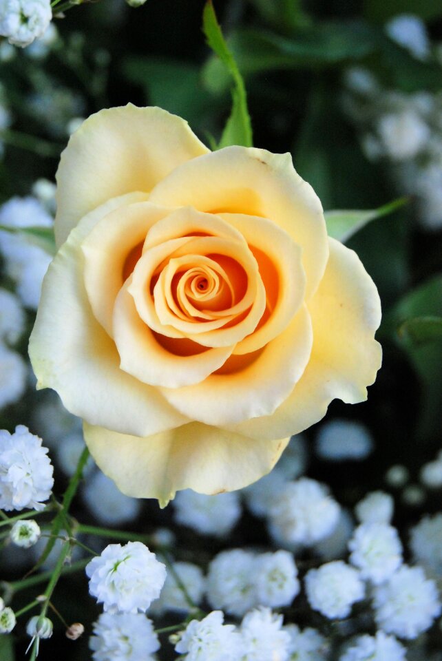 Romantic garden flower