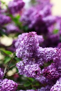Purple violet plant photo