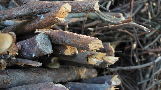 Pile firewood nature