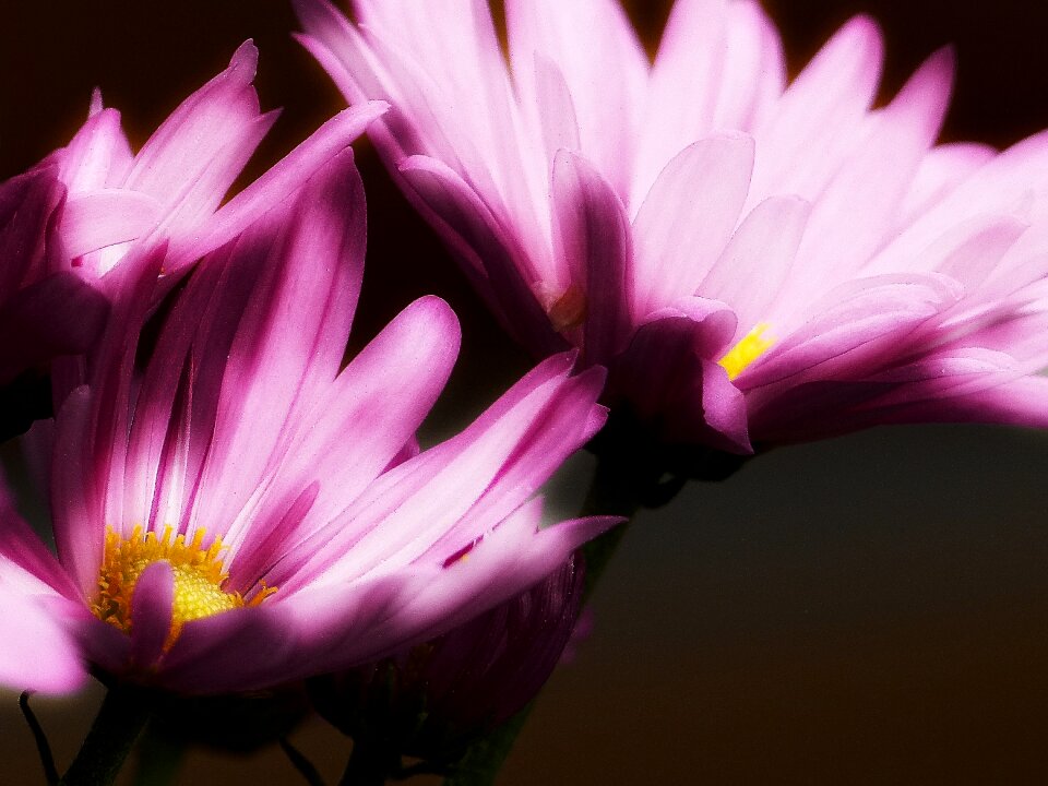 Macro plant flower nature