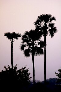 Tall fan-leaved silhoutte