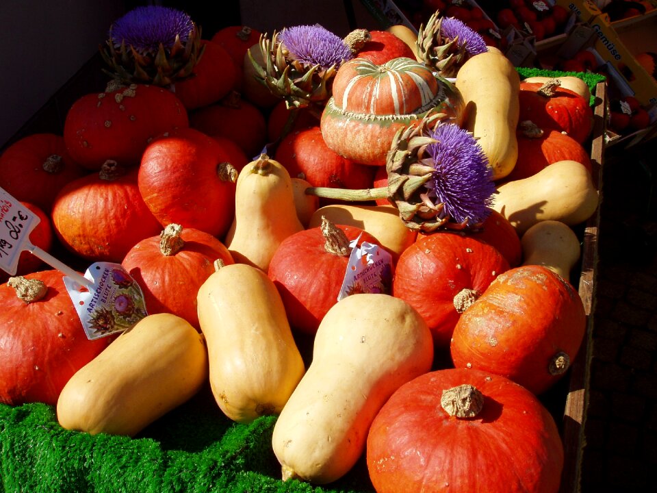 Autumn golden autumn pumpkins halloween