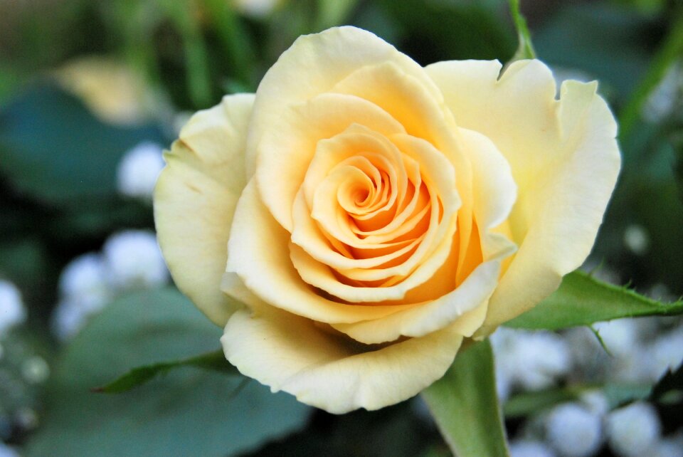 Romantic garden flower