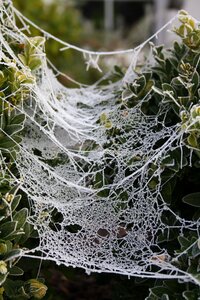 Nature moisture cobweb