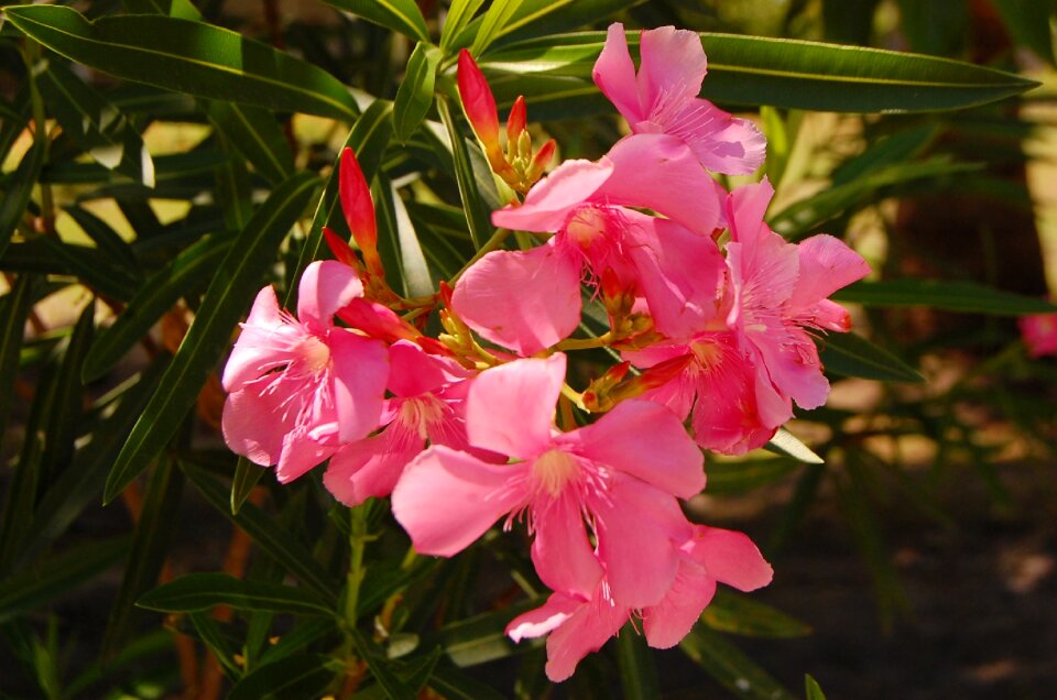 Oleander pink petal photo