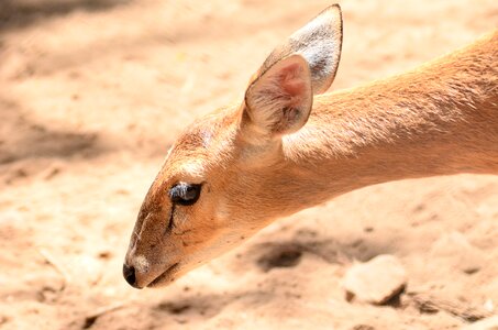 Wild mammal zoo photo