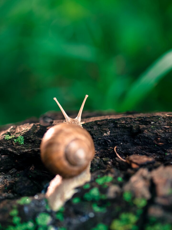 Spiral shell natural