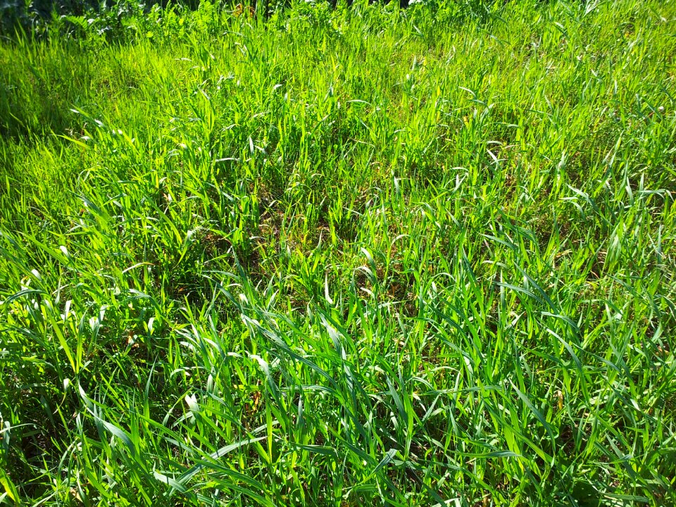 Meadow lawn environment