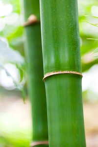 Nature green freshness